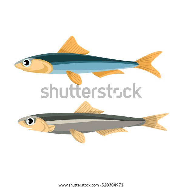 青とグレーの色で表したアンチョビ魚のベクターイラスト イクロ科の塩水小魚 ペルーアンチョベタ 油っぽい魚 おいしい 魚介類の健康的な食事 カリフォルニアのアンチョビ のベクター画像素材 ロイヤリティフリー