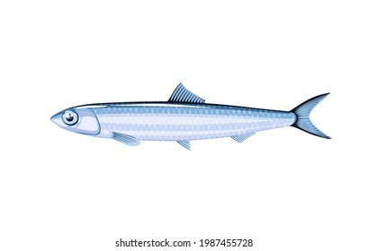 Anchovy fish. Vector illustration cartoon flat icon isolated on white background.