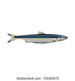 Anchovy fish. Vector illustration on the white background