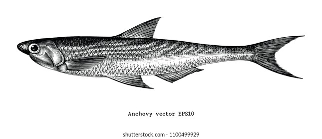 Anchovy hand drawing engraving illustration