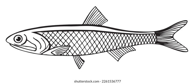 Anchovy hand drawing engraving illustration. Black and white vector illustration isolated on white background. Marine food fish, whole fresh saltwater fish, seafood, close-up.