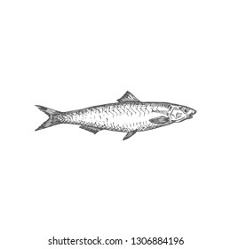 Anchovy Hand Drawn Vector Illustration. Abstract Fish Sketch. Engraving Style Drawing. Isolated.