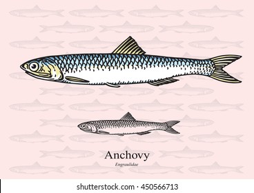 Anchovy. Vector illustration with refined details and optimized stroke that allows the image to be used in small sizes (in packaging design, decoration, educational graphics, etc.)