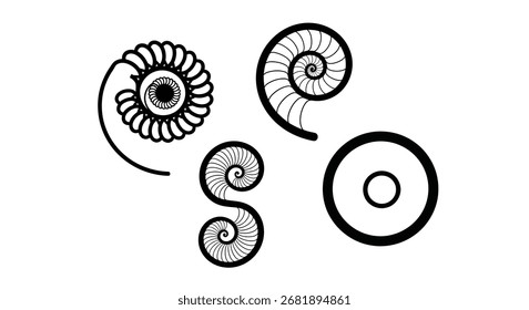 Ancient ammonite fossils delicate spiral shapes abstract natural design elements vector