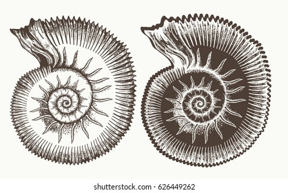 Ancient ammonites hand drawn vector. Great ammonite shell archeology and paleontology 