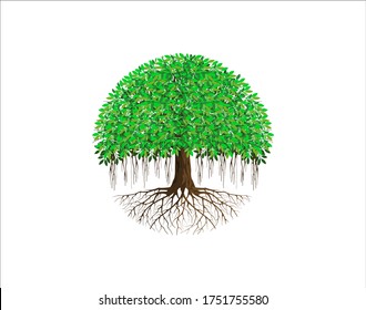 Ancient banyan tree. Abstract tree logo with circular shape. green spring tree with leaves, wood and roots on white background, vector, Abstract  and Unique Tree Vector illustration 