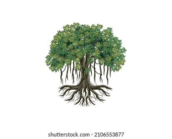 Ancient Banyan tree vector illustrations, hand drawn art isolated on white.