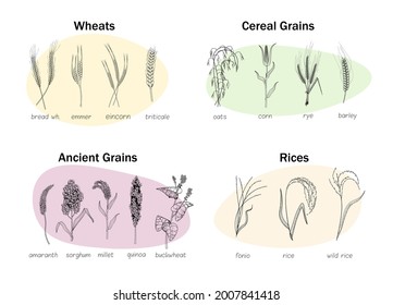 Ancient and cereal grain, wheat ear, rice kind mini set. Farming harvest of agricultural crops with name. Different growth seedling and sprout stalk, stylized farm plants vector illustration