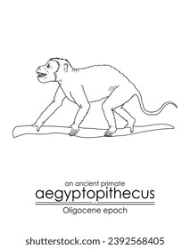 An ancient primate, aegyptopithecus from Oligocene epoch. Black and white line art, perfect for coloring and educational purposes.