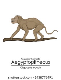 An ancient primate, aegyptopithecus from Oligocene epoch. 