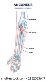 Anconeus muscle as left elbow posterior view medical description in outline diagram. Labeled educational skeletal structure with anatomical humerus, radius and ulna bones location vector illustration.