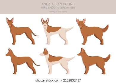 Andalusian hound clipart. Different poses, coat colors set.  Vector illustration