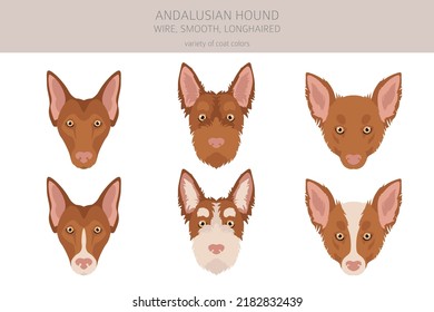 Andalusian hound clipart. Different poses, coat colors set.  Vector illustration