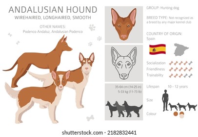 Andalusian hound clipart. Different poses, coat colors set.  Vector illustration