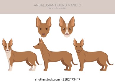 Andalusian hound Maneto clipart. Different poses, coat colors set.  Vector illustration