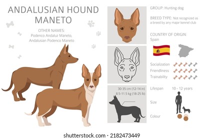 Andalusian hound Maneto clipart. Different poses, coat colors set.  Vector illustration