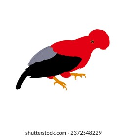 The Andean cock-of-the-rock, Rupicola peruvianus high quality vector design transparent background