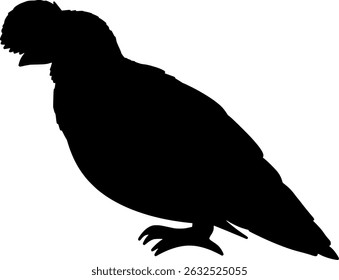 Andean Condor Bird Silhouette Shadow Vector Illustration