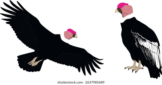 Andean Condor isolated flying and standing