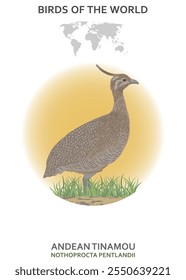 Tinamou andino (Nothoprocta pentlandii). Aves del mundo 