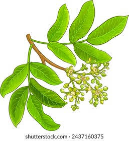 Andiroba Branch Colored Detailed Illustration