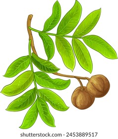 Andiroba Branch Colored Detailed Illustration