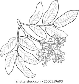 Andiroba Branch Detailed Outline Illustration