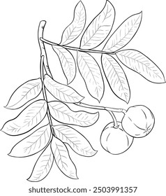 Andiroba Branch with Nuts Outline Illustration