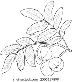 Andiroba Branch with Nuts Outline Illustration