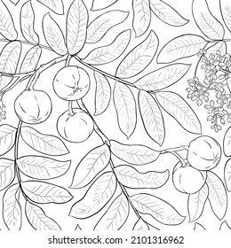 andiroba branches vector pattern on white background