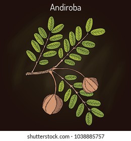 Andiroba (Carapa guianensis), medicinal plant. Hand drawn botanical vector illustration