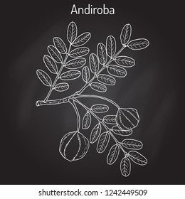 Andiroba (Carapa guianensis), medicinal plant. Hand drawn botanical vector illustration