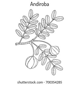 Andiroba (Carapa guianensis), medicinal plant. Hand drawn botanical vector illustration