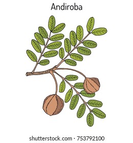 Andiroba (Carapa guianensis), medicinal plant. Hand drawn botanical vector illustration