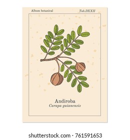 Andiroba (Carapa guianensis), medicinal plant. Hand drawn botanical vector illustration