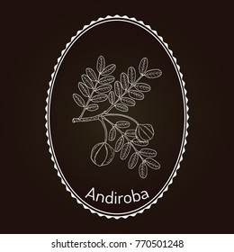 Andiroba (Carapa guianensis), medicinal plant. Hand drawn botanical vector illustration