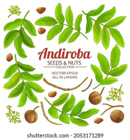 andiroba elements vector set on white background