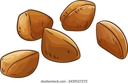 Andiroba Nuts Colored Detailed Illustration.