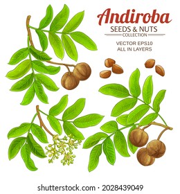 andiroba vector set on white background