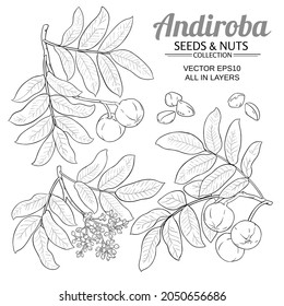 andiroba vector set on white background