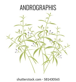 Andrographis flowering plant isolated on white background. Known generally as false water willows or periyanagai. May be herbs or shrubs, realistic vector illustration