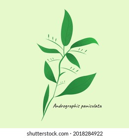 Andrographis paniculata Kräutergrafik einzeln auf Hintergrund