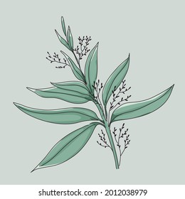 Andrographis paniculata Illustration design of vector.