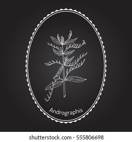 Andrographis paniculata, or king of bitters, ayurvedic herb. Hand drawn botanical vector illustration