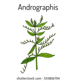 Andrographis paniculata, or king of bitters, ayurvedic herb. Hand drawn botanical vector illustration