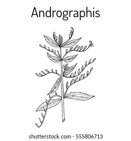 Andrographis paniculata, or king of bitters, ayurvedic herb. Hand drawn botanical vector illustration