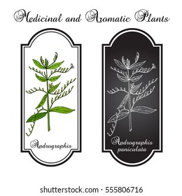 Andrographis paniculata, or king of bitters, ayurvedic herb. Hand drawn botanical vector illustration