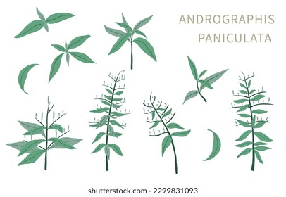 Andrographis; paniculata object for health on white background
