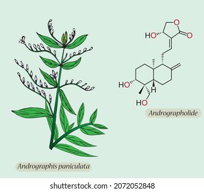 Andrographolide is a major compound in Andrographis paniculata (Green chiretta). Andrographolide molecule structure isolated on background.