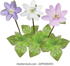 Anemone acutiloba (Hepatica con cablaje agudo) Nativo Norteamericano Woodland Wildflower 